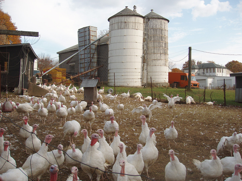 Make the holiday meal extra delicious with a humanely sourced, locally raised turkey from a variety of turkey farms across RI